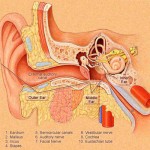 Esquema del oído